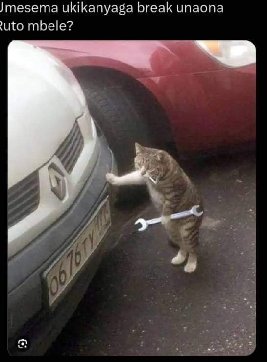 a cat standing next to a car